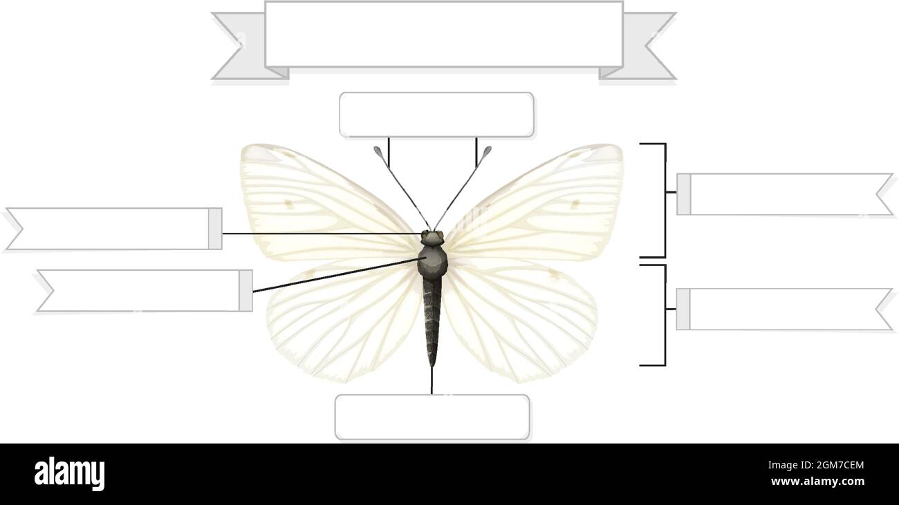 Insects insect anatomy Cut Out Stock Images & Pictures - Page ...