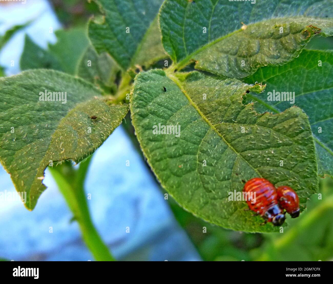 Colorado potato beetle on potato leaves, potato bug, Insect pests on ...