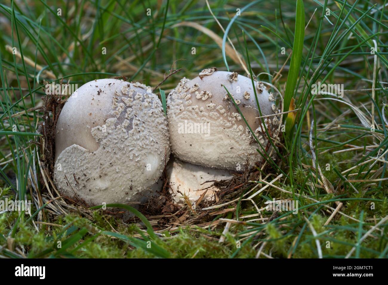 Edible mushroom Amanita excelsa. Known as European false blushing amanita. Group of wild mushrooms in the meadow in the grass. Stock Photo