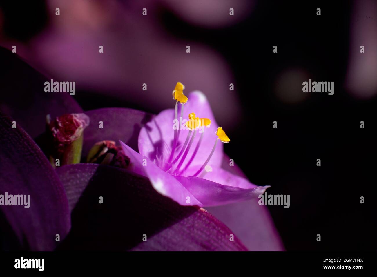 Center of frame flower of a beautiful tradescantia flower in macro image, with sunlight falling on its tiny yellow pollens. Stock Photo