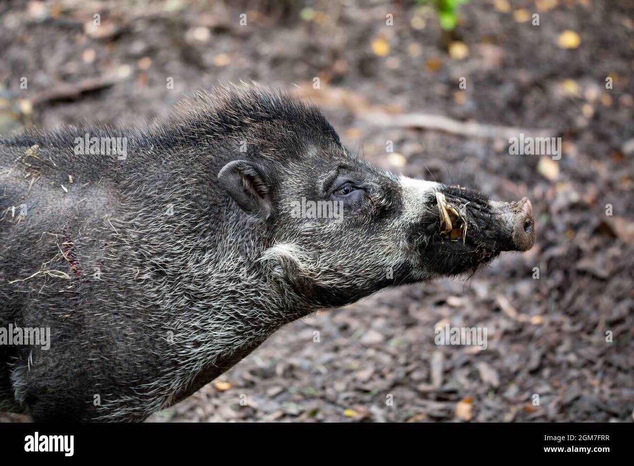 Big adult boar of Visayan warty pig (Sus cebifrons) is a critically endangered species in the pig genus. It is endemic to Visayan Islands in the centr Stock Photo