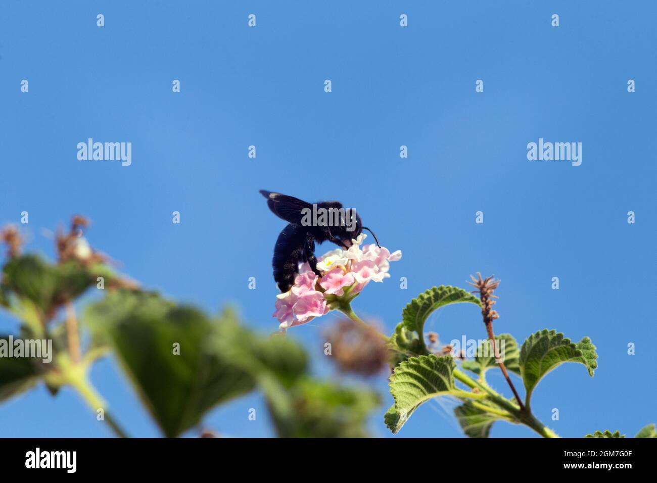 Close-up of a violet carpenter bee, aka big wood bee, feeding on pollens of a cluster of pink and white flowers under blue sky. Stock Photo