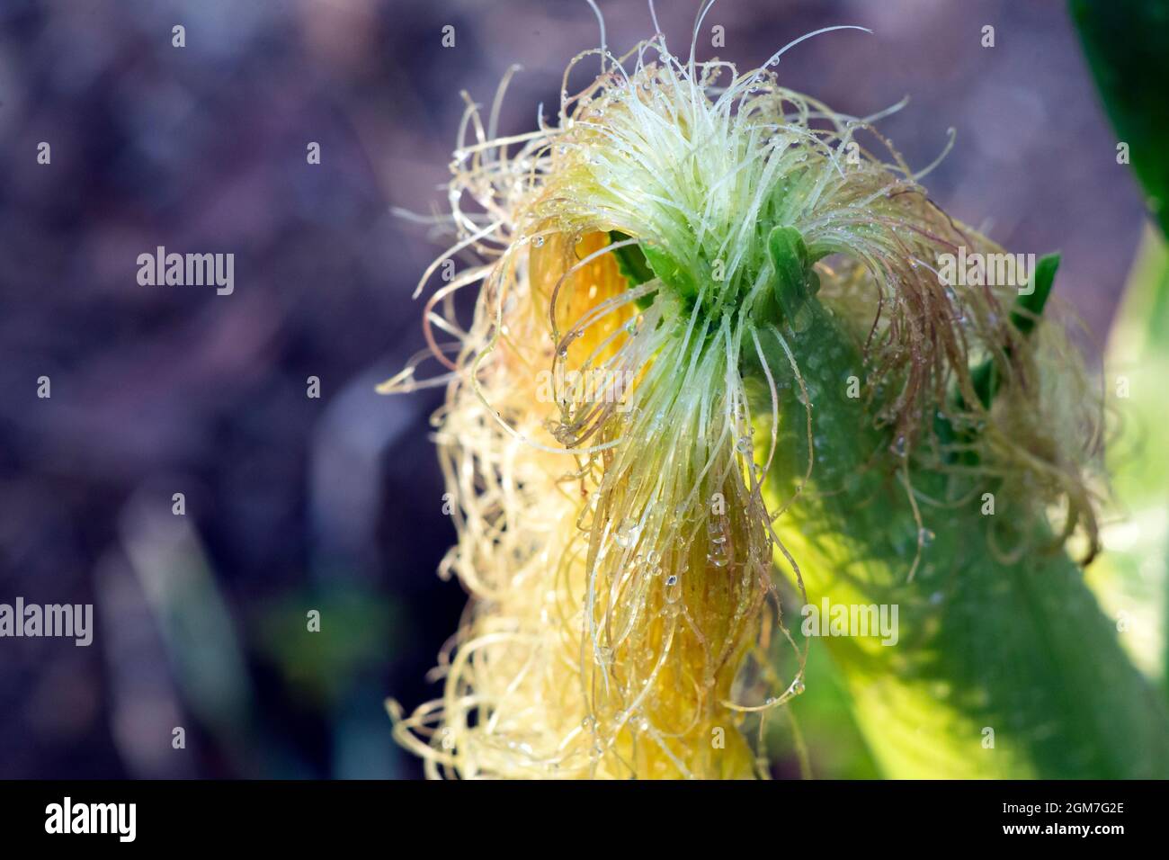 Corn silk wet under sunlight, isolated with strong bokeh and large copy space. Stock Photo