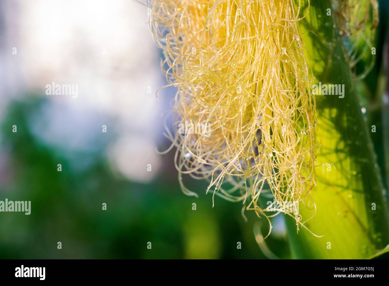 Close-up of corn silk under sunlight with waterdrops, and large copy space Stock Photo