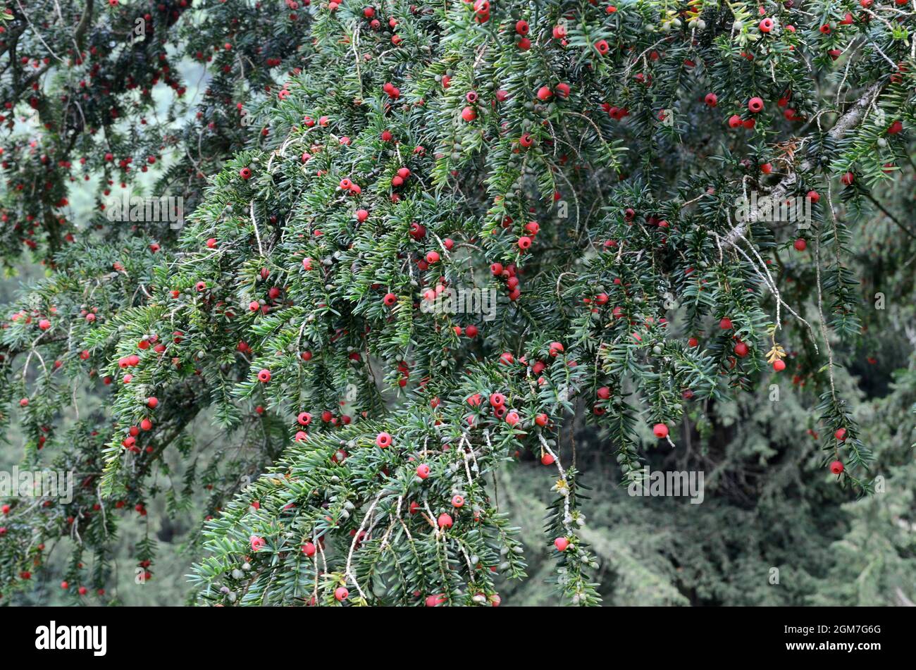 Yew tree berries Taxus baccata Stock Photo
