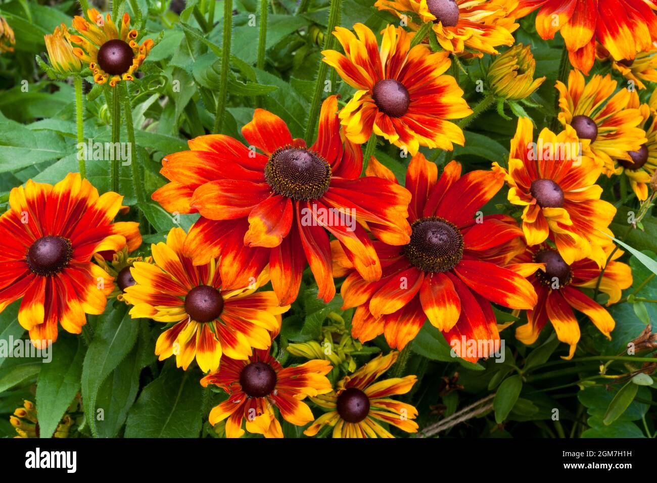 Rudbeckia flowers Stock Photo