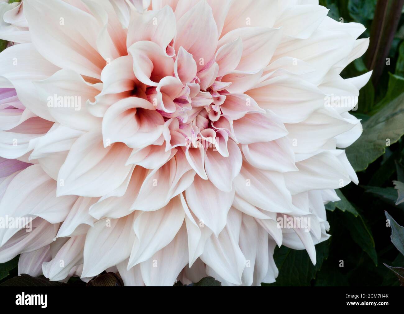 Pastel coloured large Dahlia flower Stock Photo