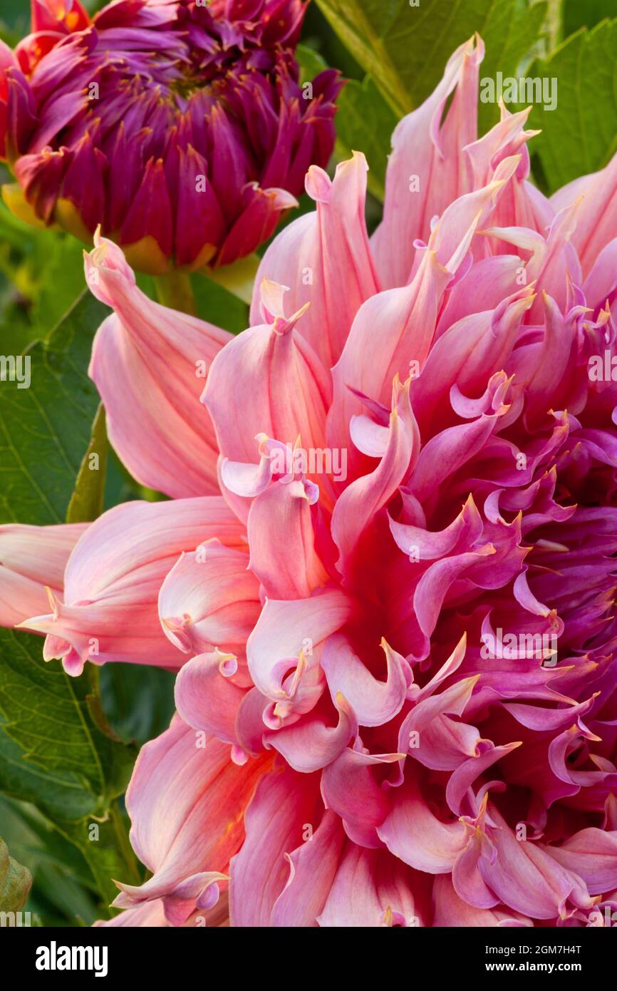 A pink Dahlia flower and bud Stock Photo