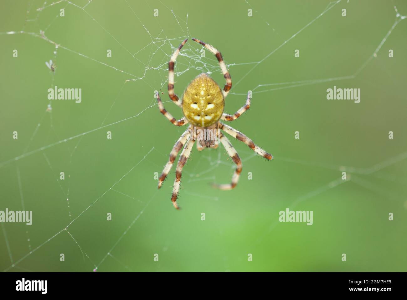 Four-spot orb-weaver yellow spider on web in summer garden. Araneus quadratus arachnid on spiderweb by green blurry background Stock Photo