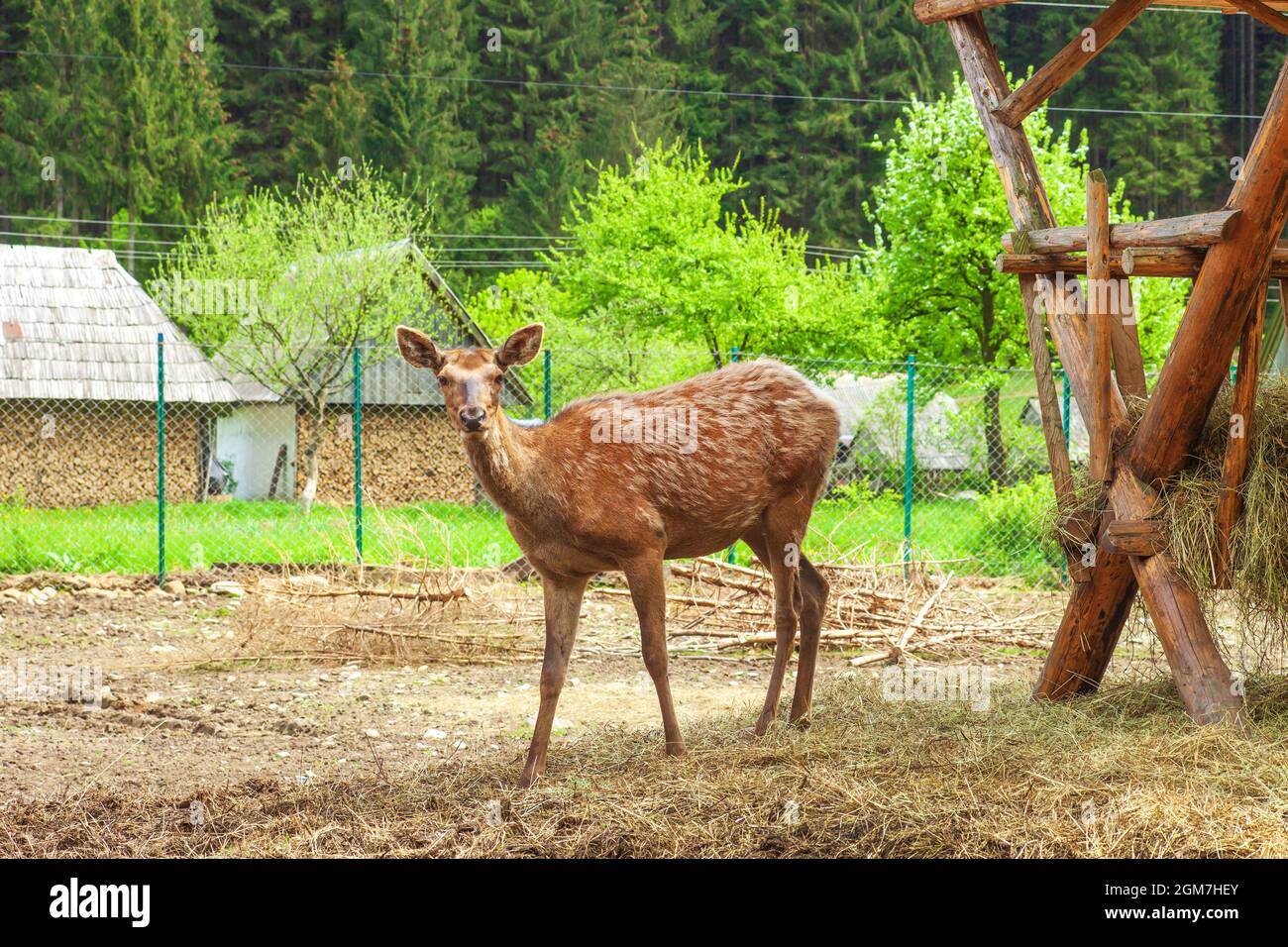 Feeder rack hires stock photography and images Alamy