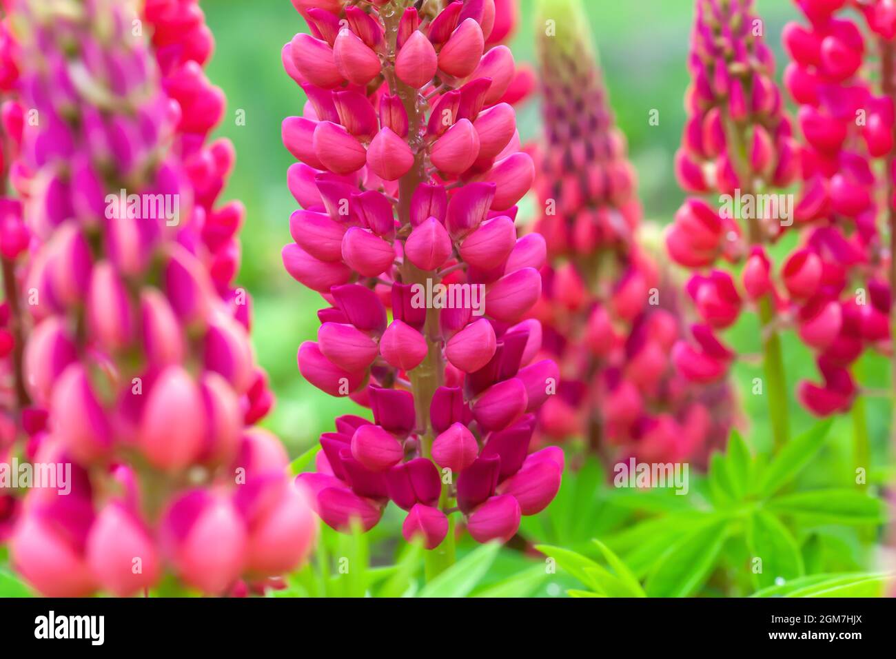 Pink Lupinus flowers growing in summer garden. Ornamental lupins grow on backyard close up, selective focus Stock Photo