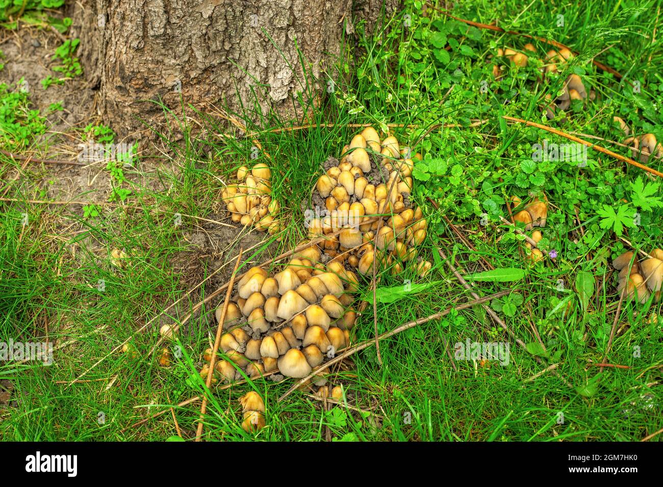 Psilocybe semilanceata psilocybin mushroom grow in summer forest. Liberty cap brown inedible fungi in growing woods. Psilocybin small shrooms, common Stock Photo