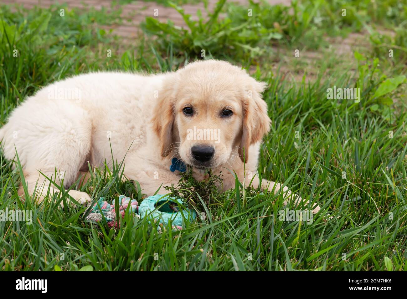 Happy Golden retriever is lying in the green grass backyard and playing ...