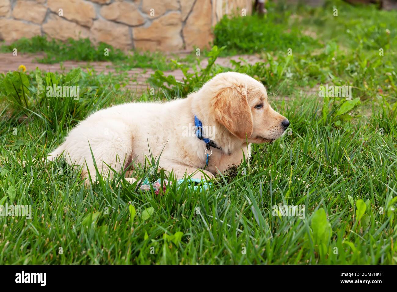 Happy Golden retriever is lying in the green grass backyard Stock Photo ...