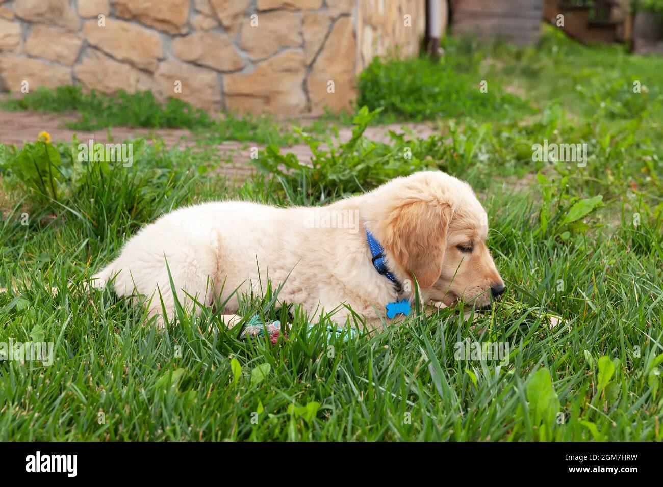 Happy Golden retriever is lying in the green grass backyard Stock Photo ...
