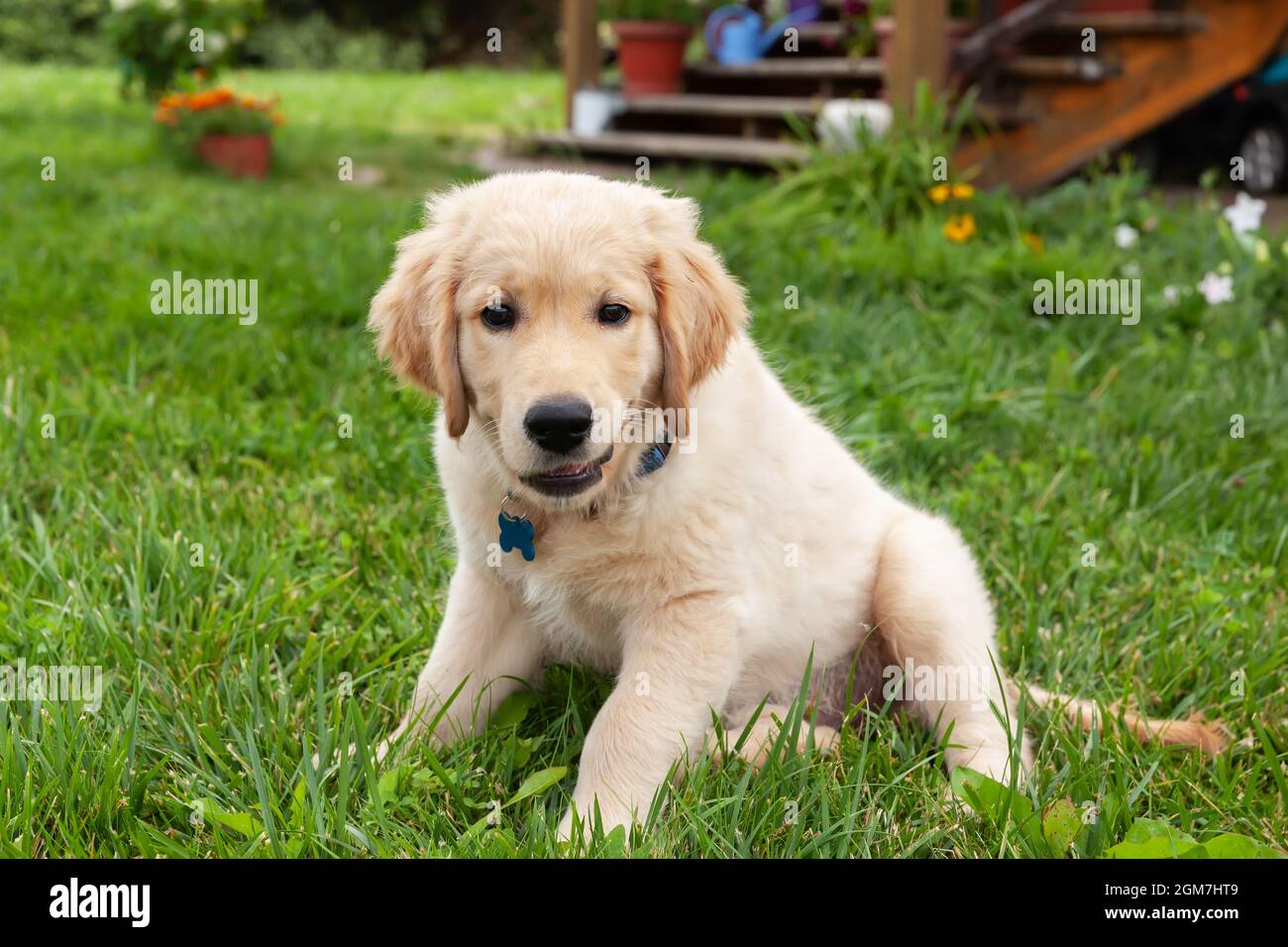 Happy Golden retriever is lying in the green grass backyard Stock Photo ...