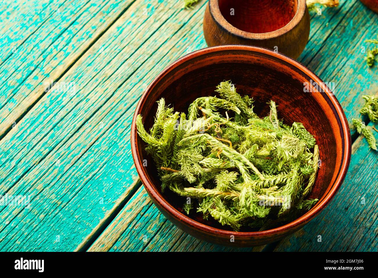 Dried lycopodium healing herbs in a clay bowl.Lycopodium healing herbs.Herbal medicine Stock Photo