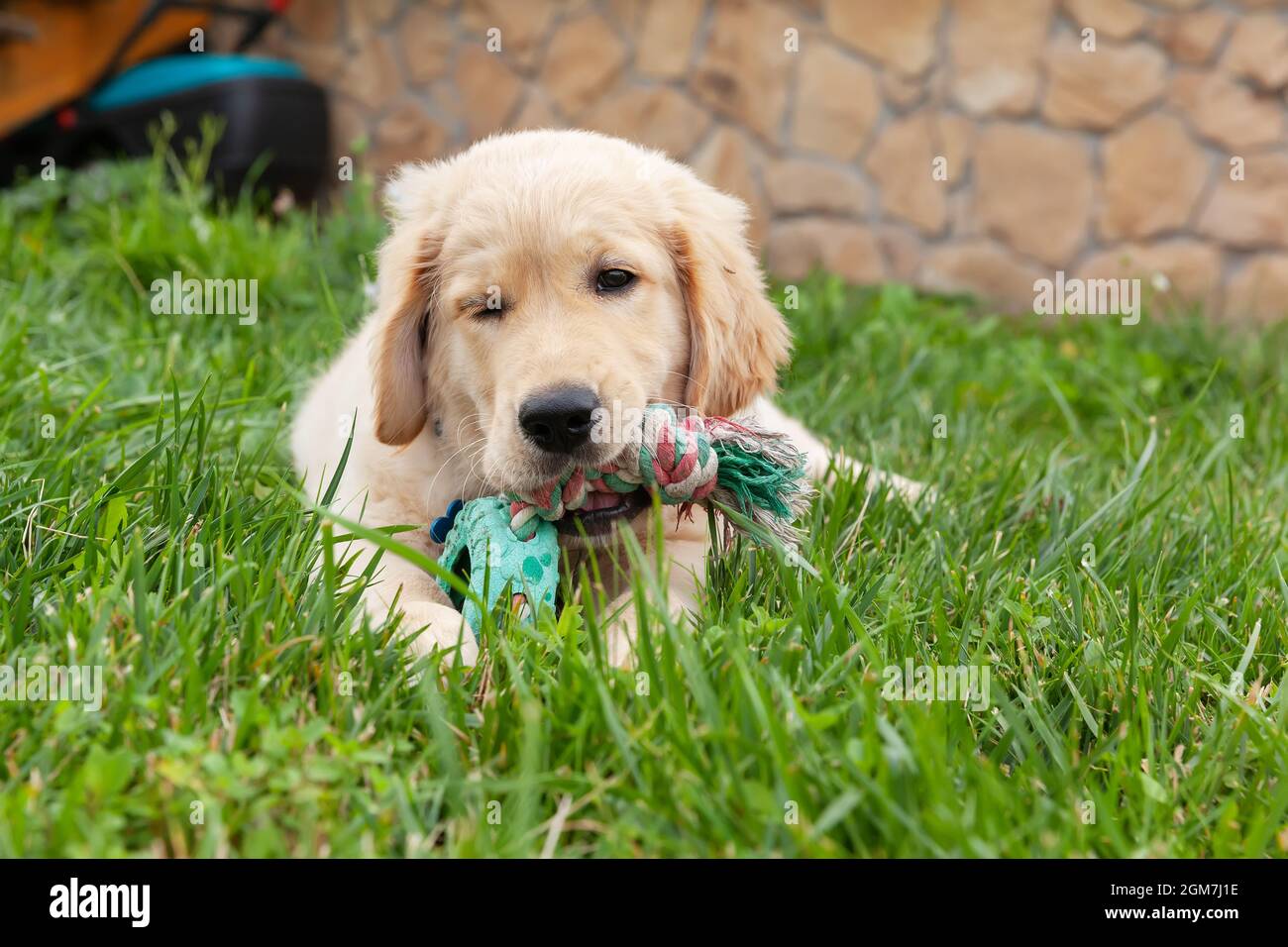 Happy Golden retriever is lying in the green grass backyard and playing ...