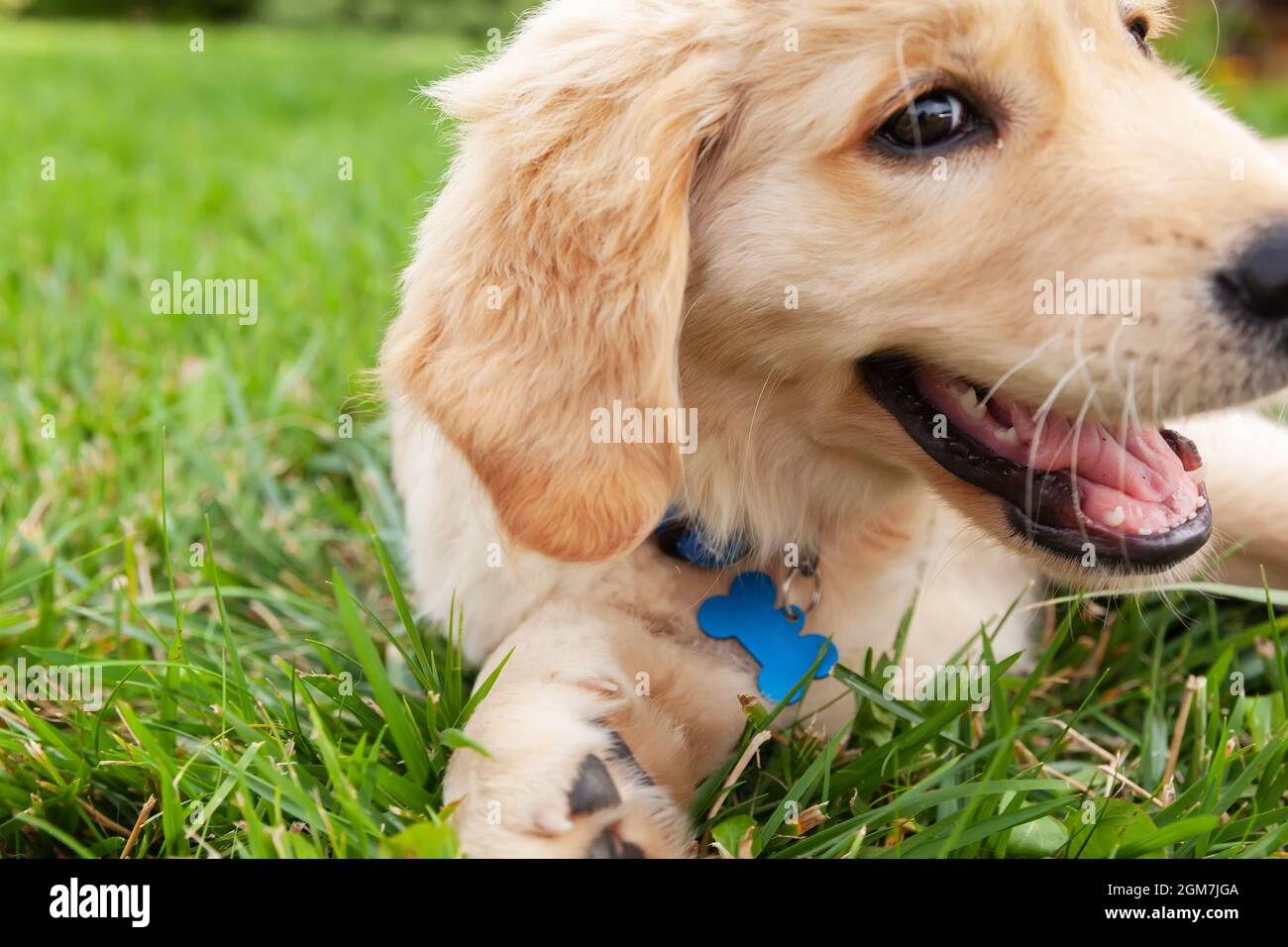 Happy Golden retriever is lying in the green grass backyard Stock Photo ...