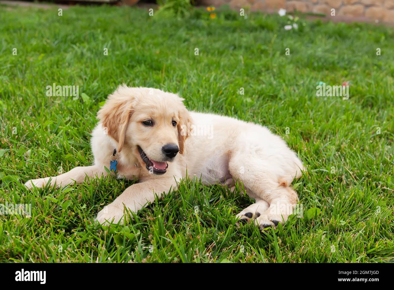 Happy Golden retriever is lying in the green grass backyard Stock Photo ...