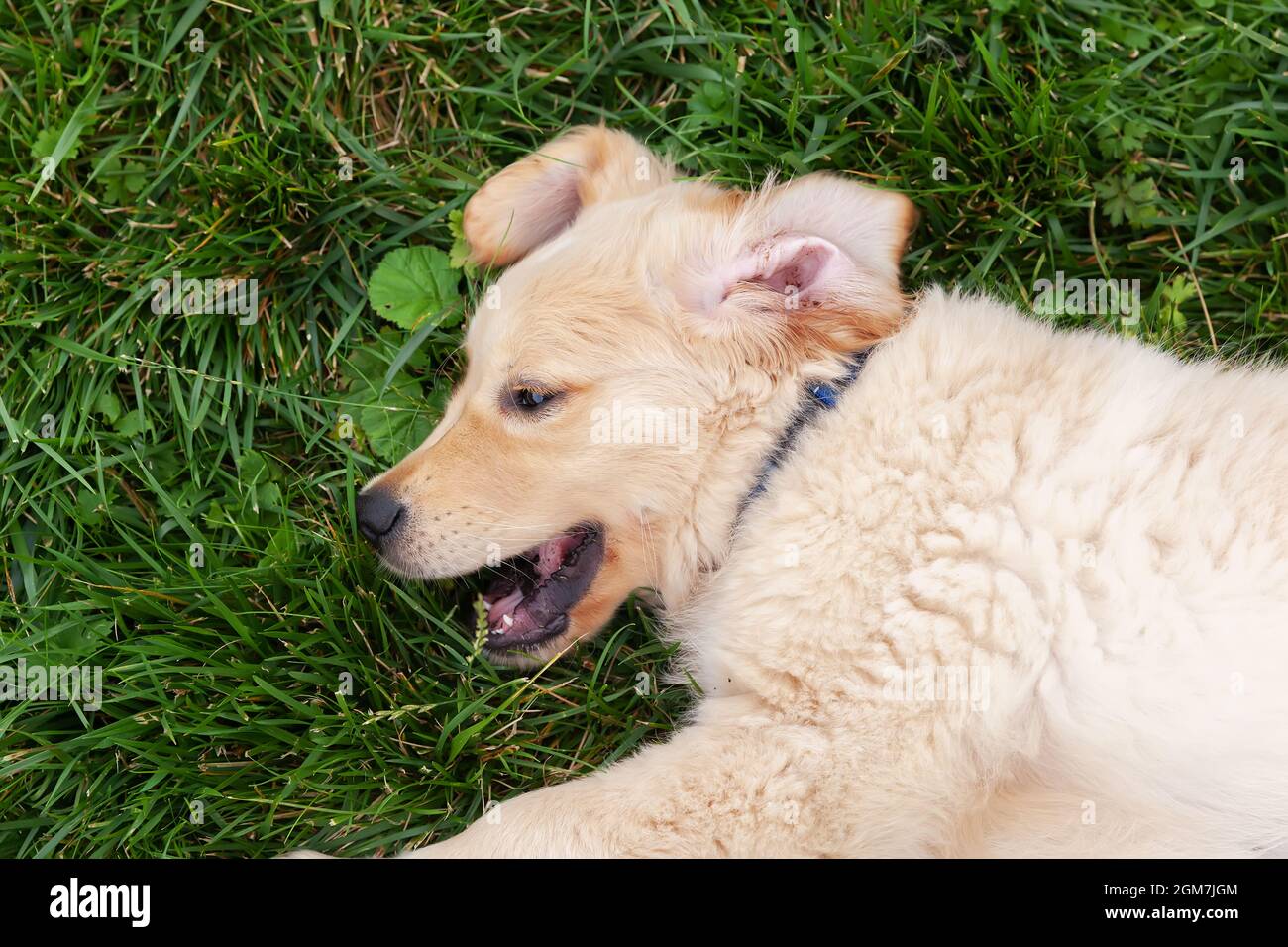 Happy Golden retriever is lying in the green grass backyard Stock Photo ...