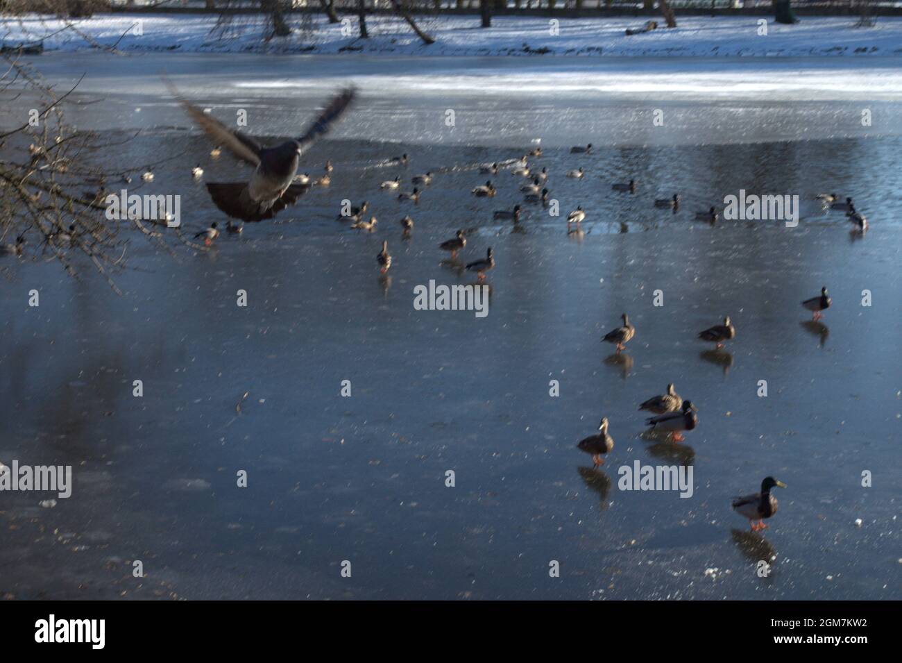 Winter landscape in the mountains snow trees frozen lake with birds Stock Photo
