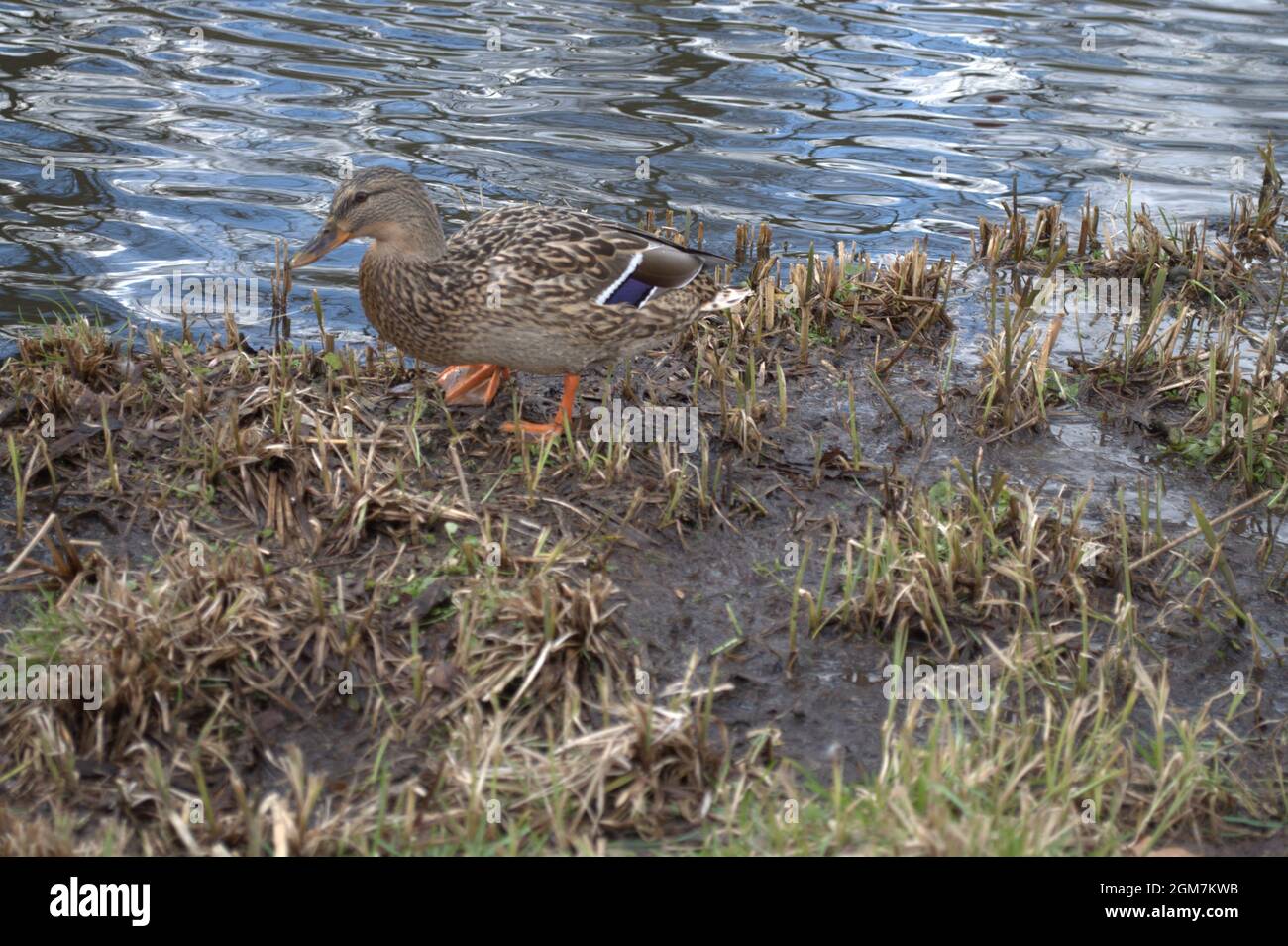 Storke Wetland