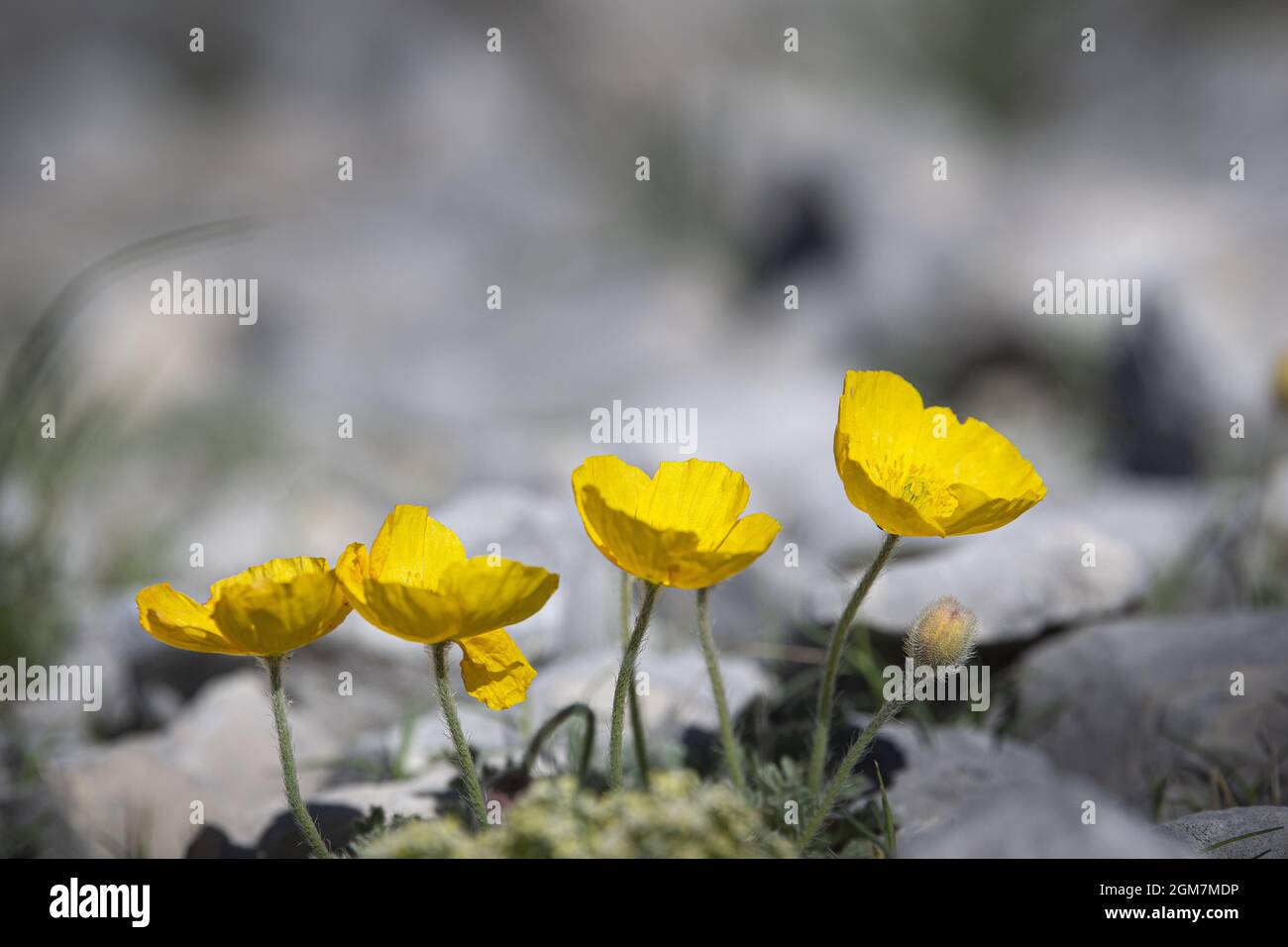 Alpine poppies hi-res stock photography and images - Alamy