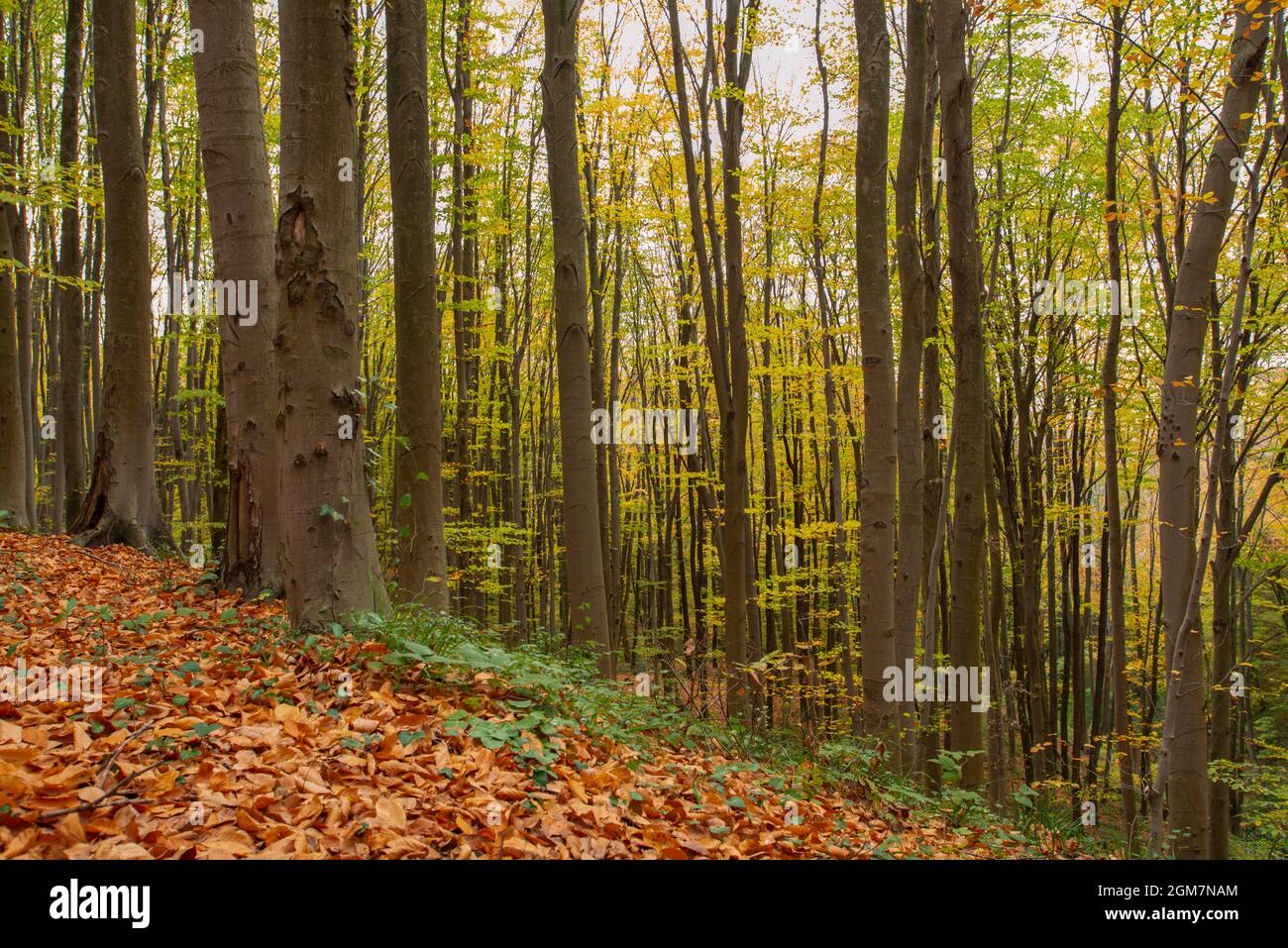 Beautiful beech forest in autumn with the ground covered by a blanket of leaves Stock Photo