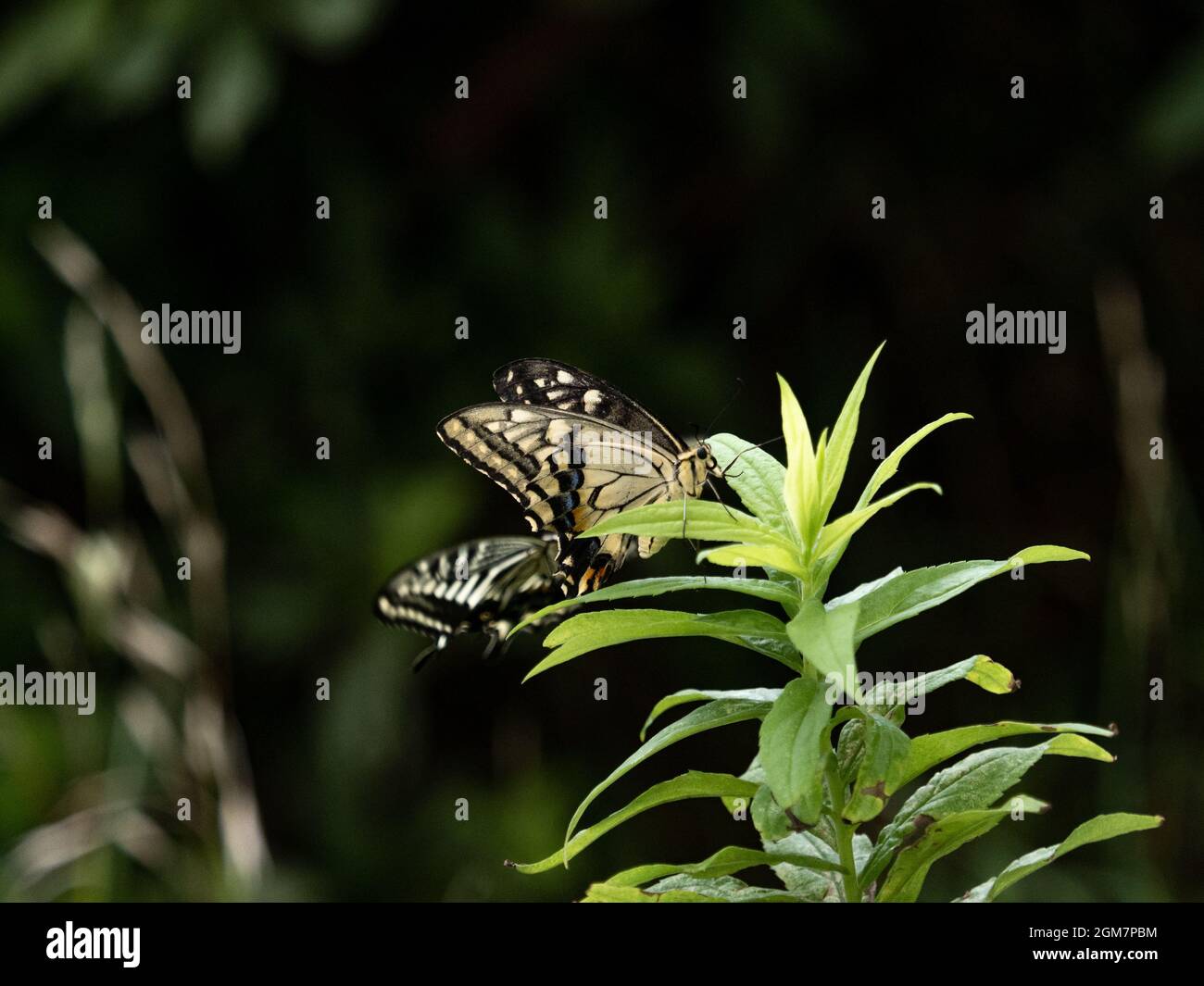 Scenic view of Chinese Yellow Swallowtail butterflies perched on a plant in Yokohama, Japan Stock Photo