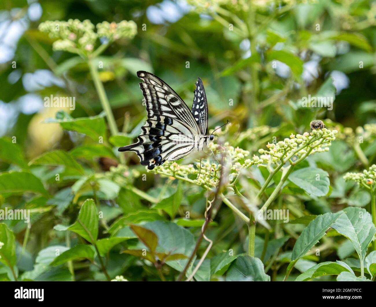Scenic view of a Chinese Yellow Swallowtail butterfly perched on a flowe in Yokohama, Japan Stock Photo