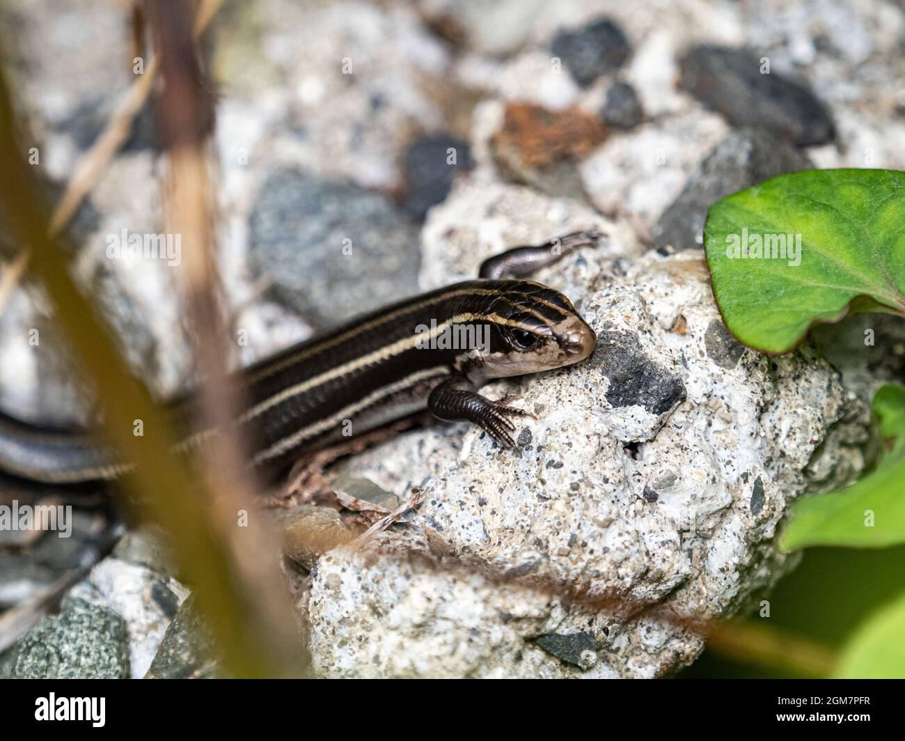 Scenic view of a Five-lined skink hiding in the broken concrete rocks along a walking path Stock Photo