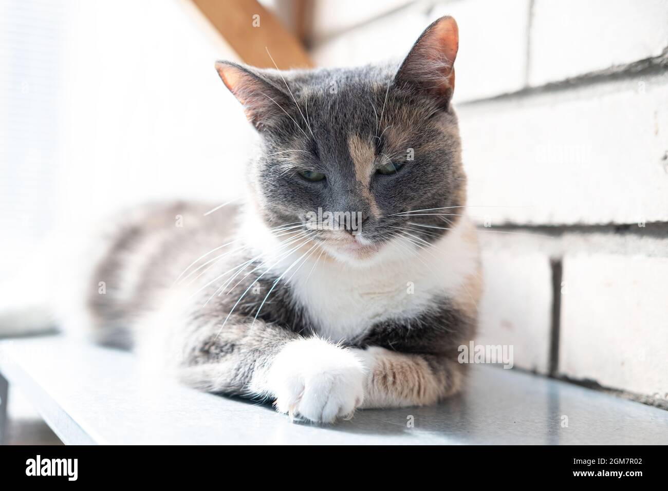 Suspicious and serious cat lies on a metal rack on the balcony and squints at the background of a brick wall.  Stock Photo