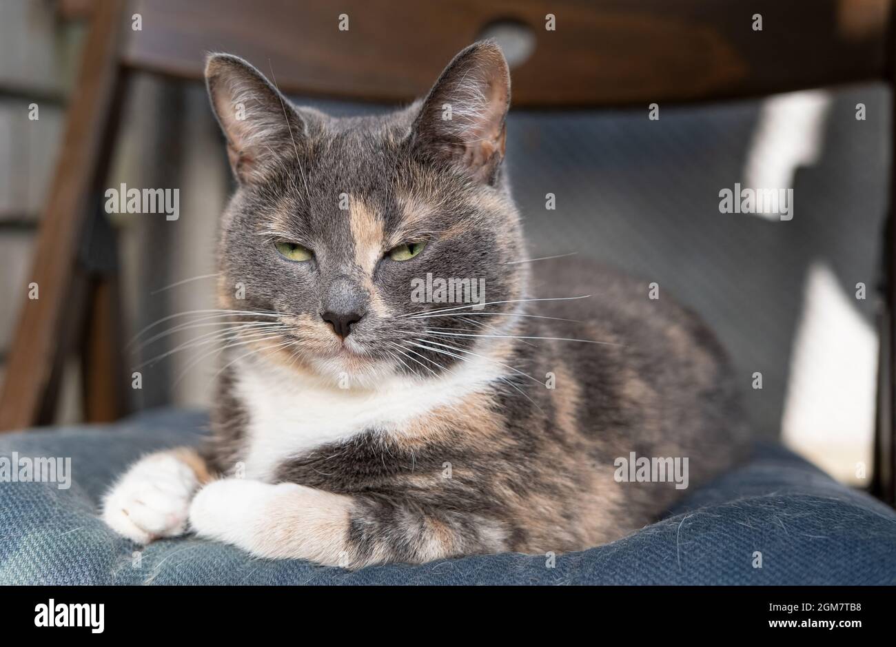 Dissatisfied cat lies on a soft chair and looks suspiciously narrowed eyes.  Stock Photo