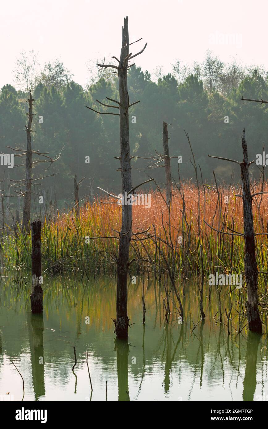 Dead tree trunks in the middle of a pond with grasses and reeds Stock Photo