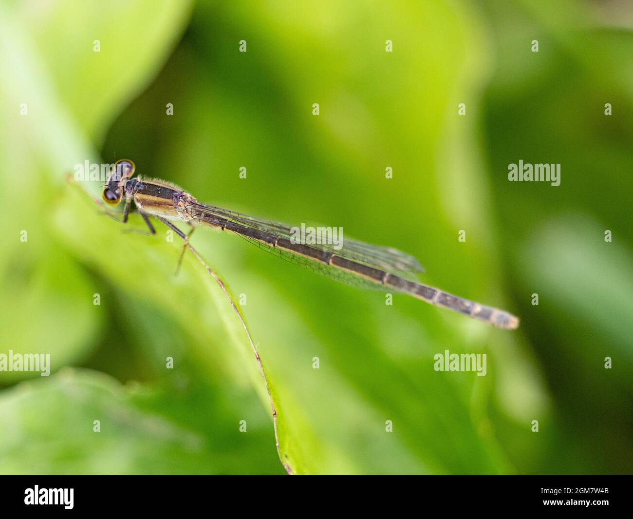 Scenic view of a Blue-tailed damselfly perched on a green leaf Stock ...