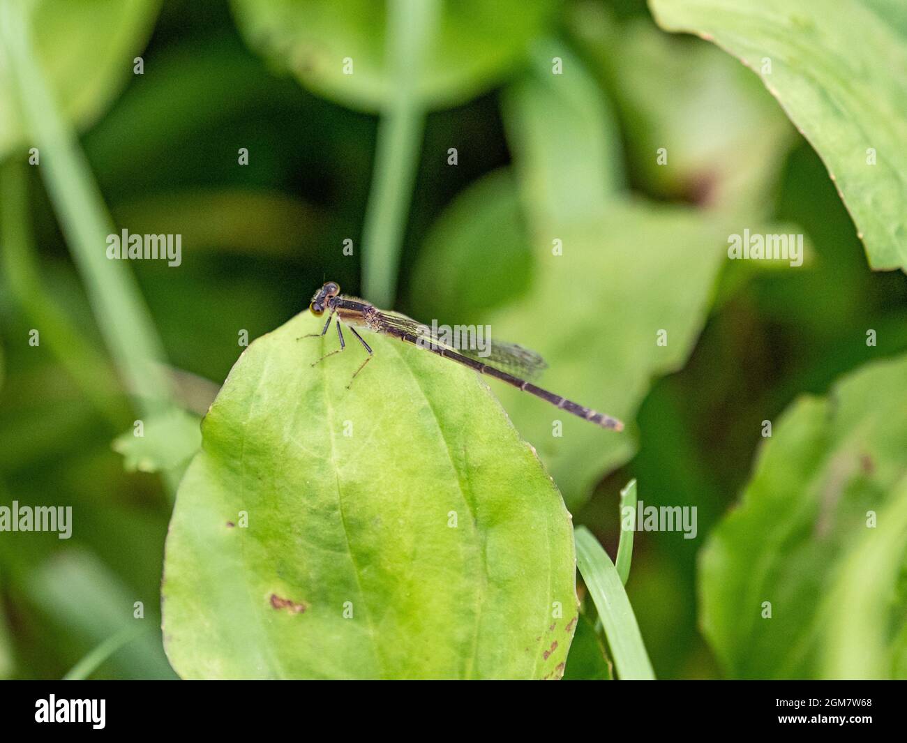Scenic view of a Blue-tailed damselfly perched on a green leaf Stock ...