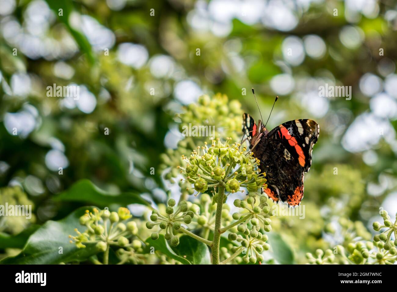 Red Admiral (Vanessa atalanta) resting on a flower bud Stock Photo