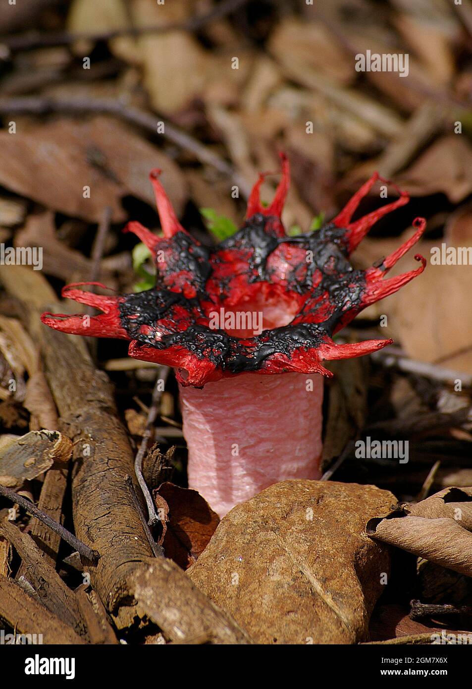 Stinkhorn fungus (basidiomycete fungus,anemone stinkhorn,starfish fungus,sea anemone fungus, Aseroe rubra). Red, foul smelling, Queensland, Australia. Stock Photo