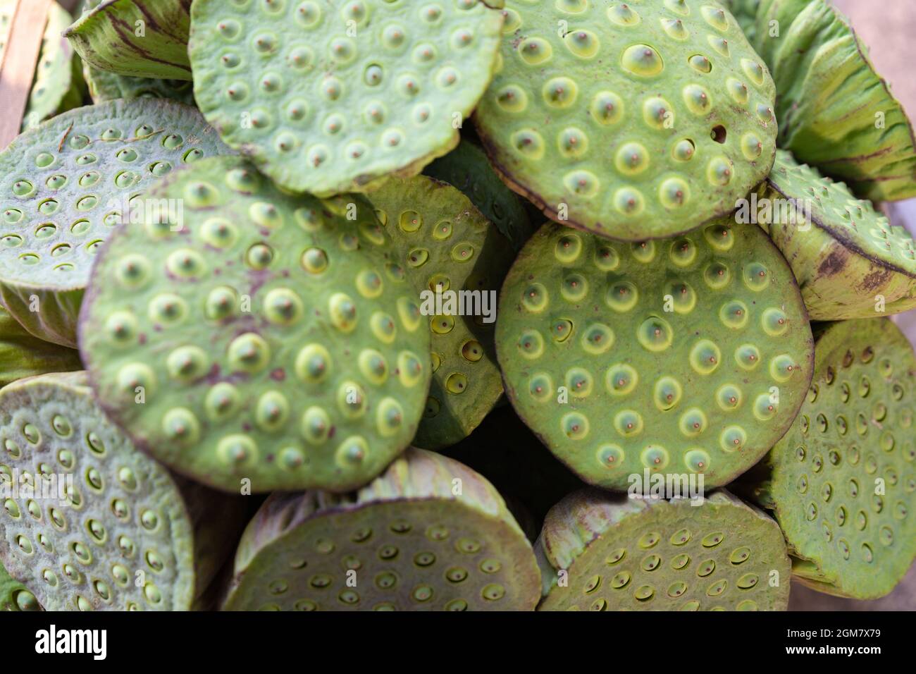 Lotus Fruit Stock Photo