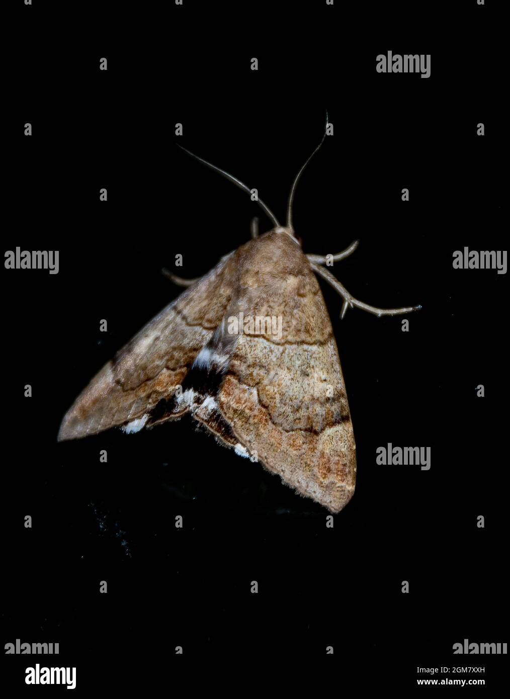 Australian castor semi-looper moth, achaea janata, resting on dark background. Garden in summer, Tamborine Mountain, Queensland. Stock Photo