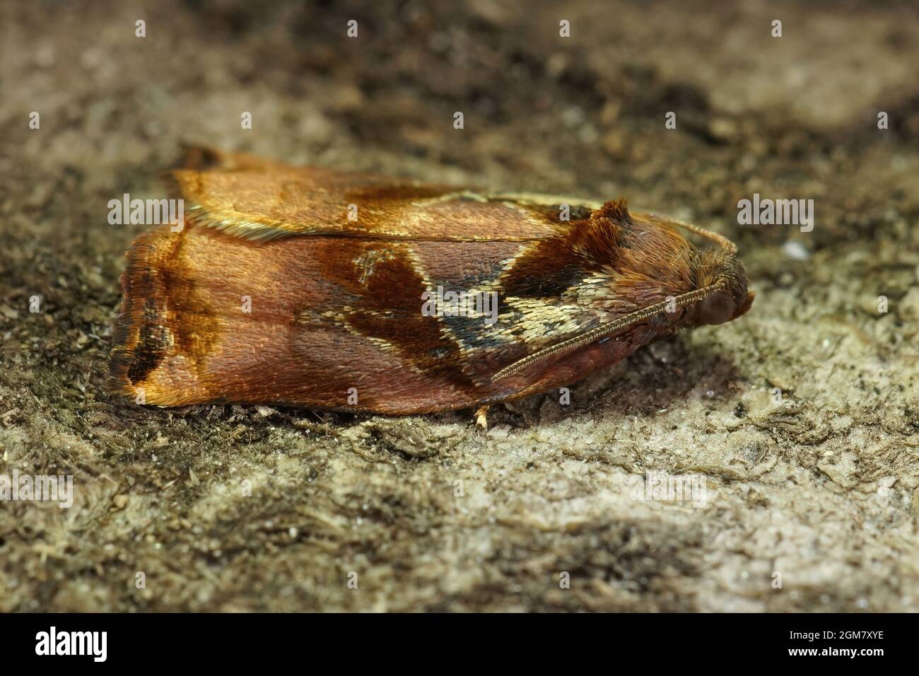 Closeup on the colorful Large Fruit-tree Tortrix moth, Archips podana Stock Photo