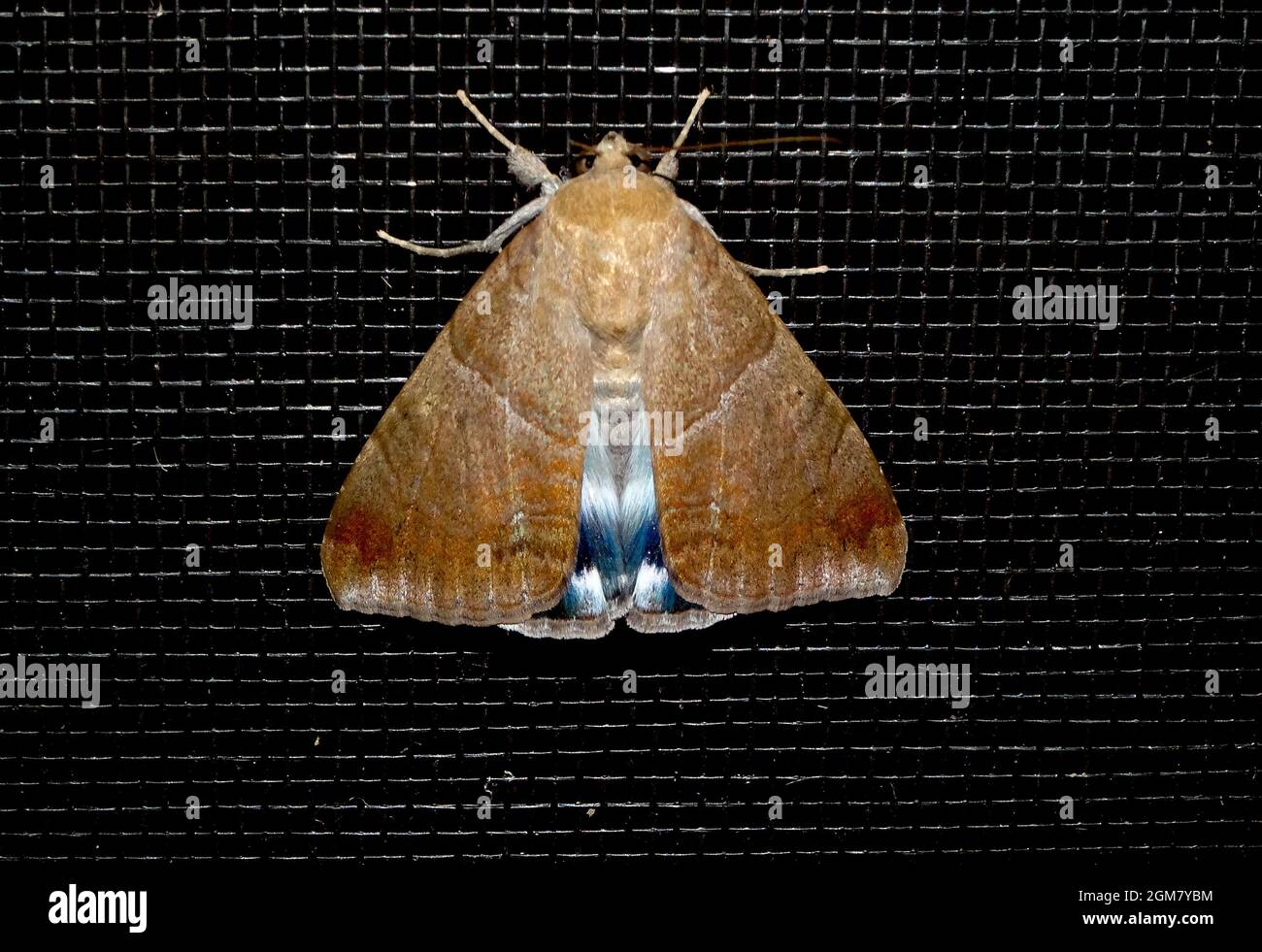 Australian White underwing moth, Achaea eusciasta, with brown patterned forewings, black and white hindwings. Dark surface, Tamborine Mountain, Qld. Stock Photo