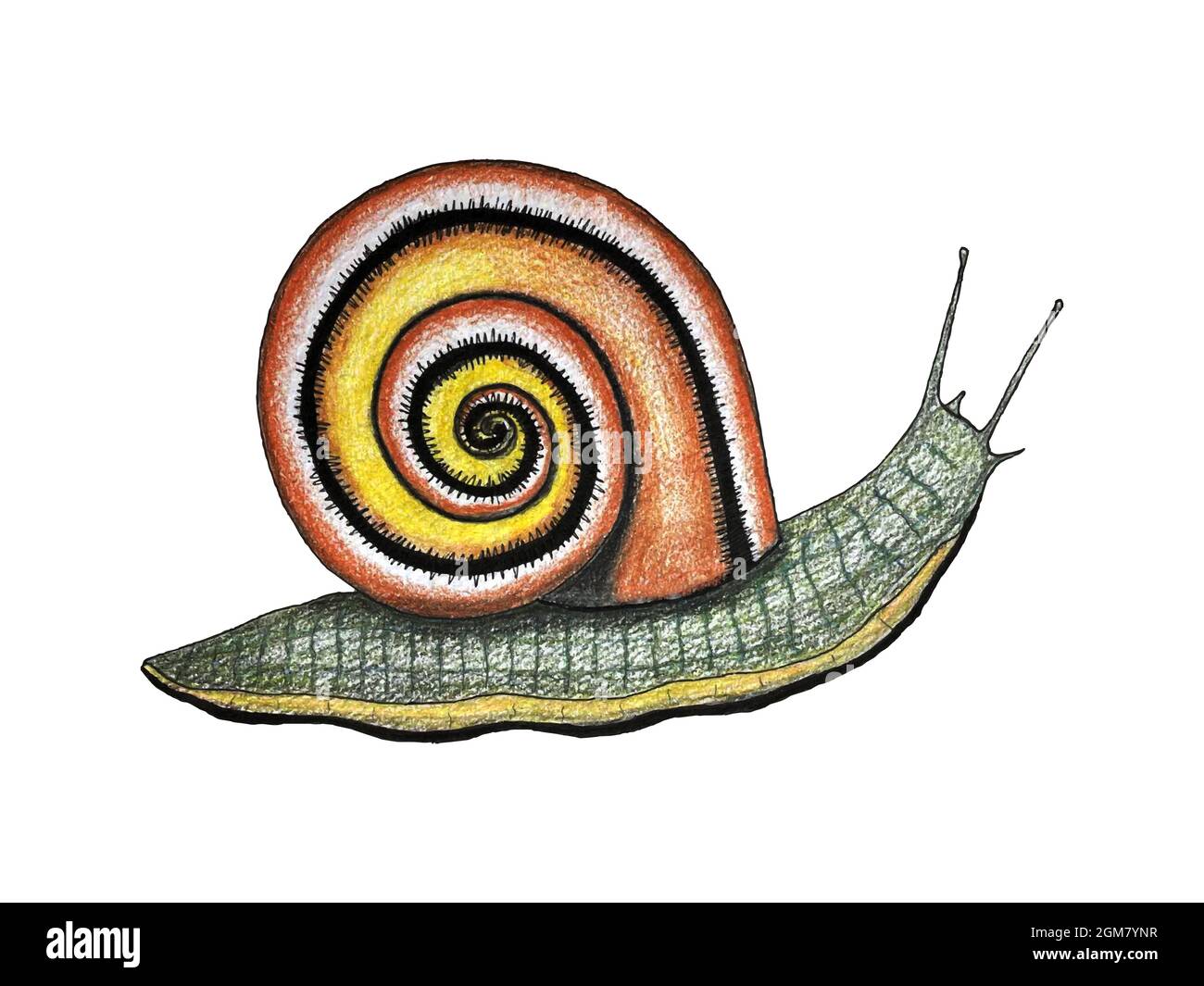 Snail hand drawing, sketch color orange yellow, isolated, white