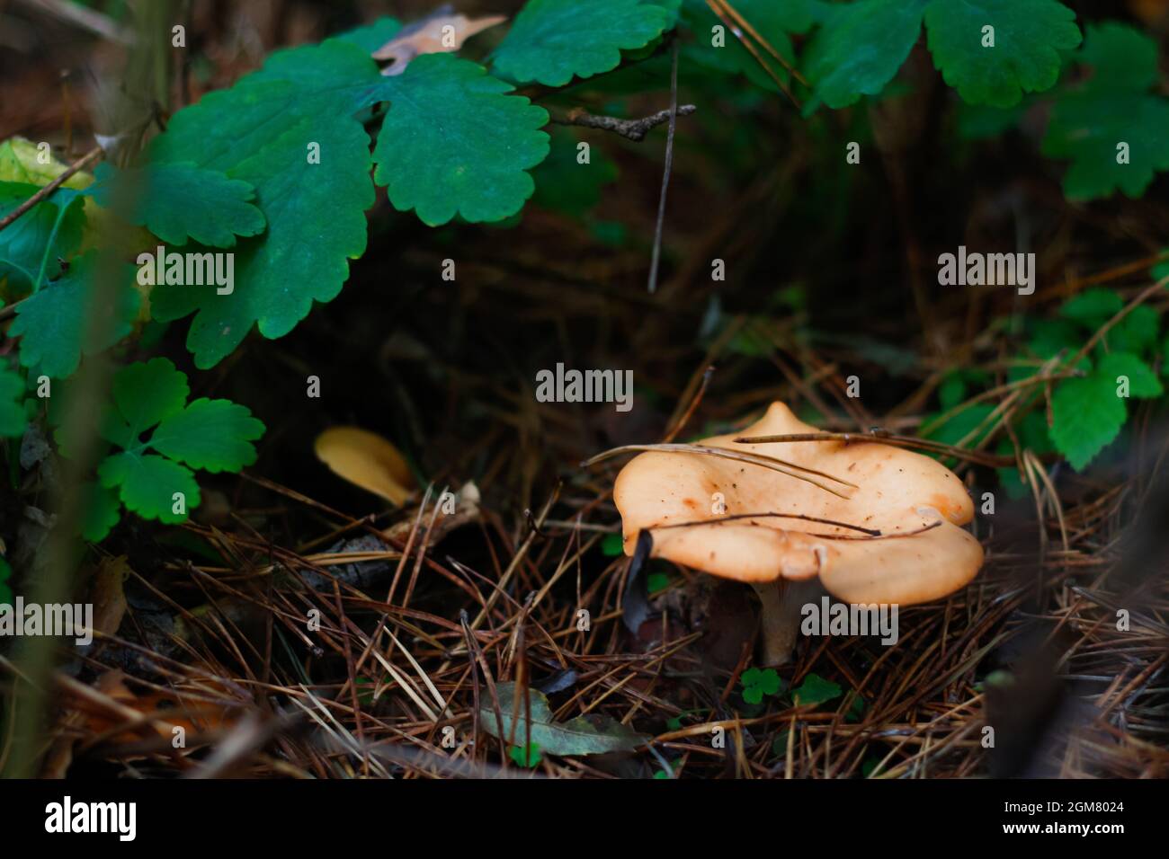 Defocus yellow russula mushroom among dry grass, leaves and needles. Edible mushroom growing in the green forest. Boletus hiding in ground. Side view. Stock Photo