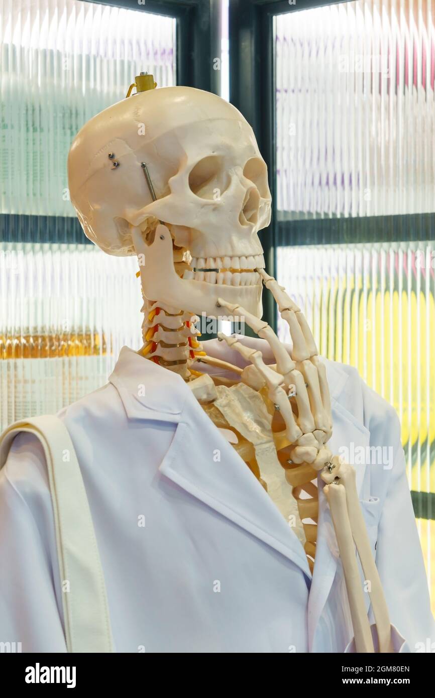 Skeleton or Skull head wearing white scientific lab coat. Educational material Stock Photo Alamy