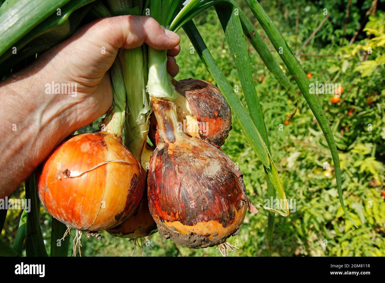 Harvesting harvests farming hi-res stock photography and images - Alamy