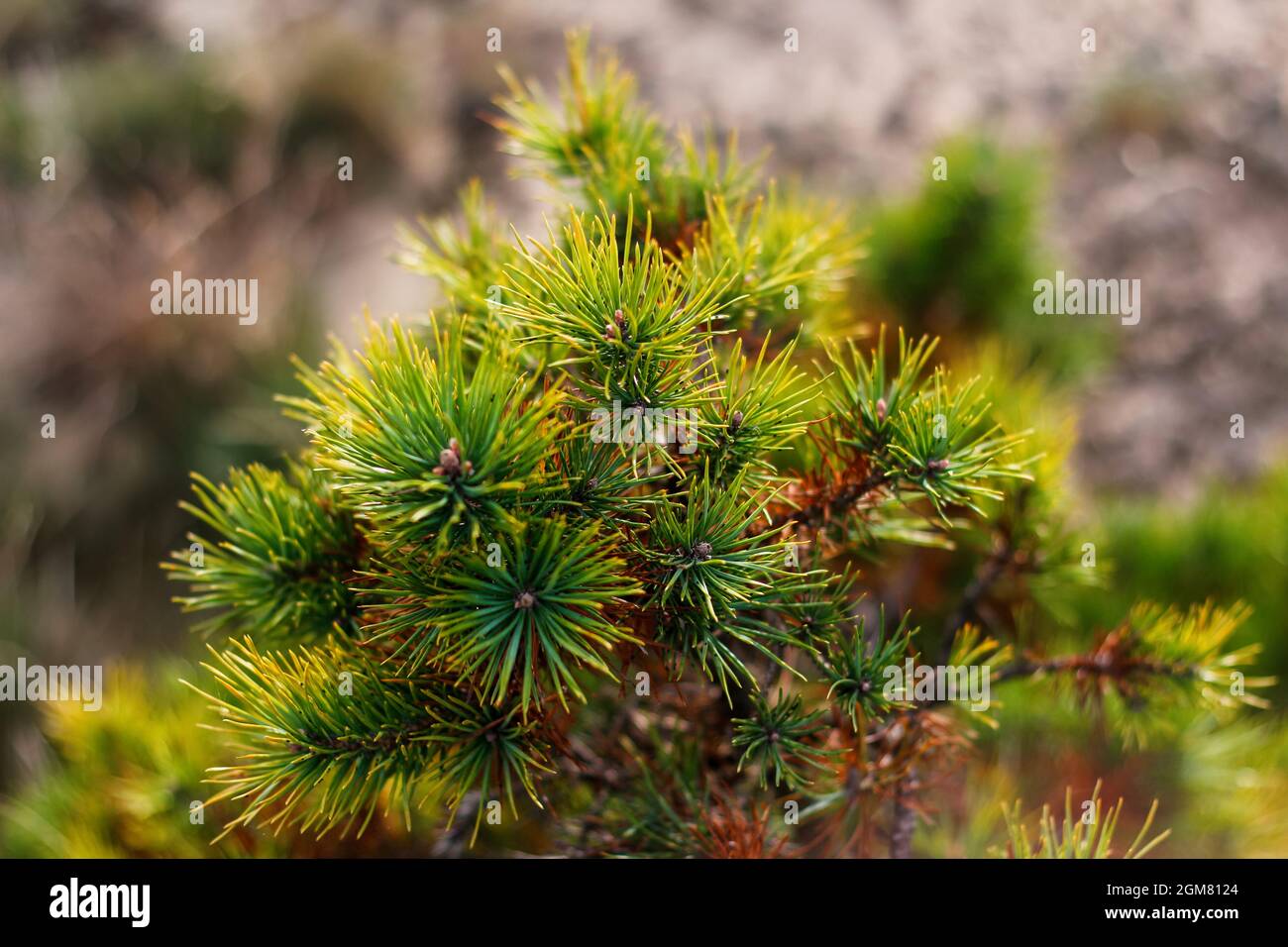 Defocus siberian dwarf pine, Pinus pumila, yellow dry or ill. Wild plants of Siberia. Beautiful natural green background. Closeup. Out of focus. Stock Photo