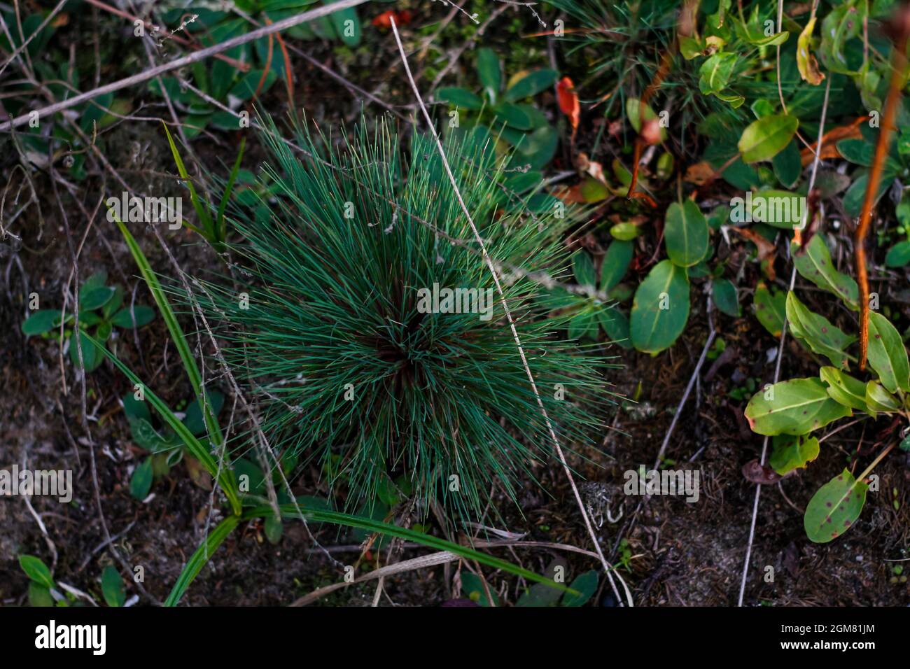 Defocus orynephorus canescens plant perennial grass grows predominantly in the outskirts of forest roads close-up. Top view. Out of focus. Stock Photo