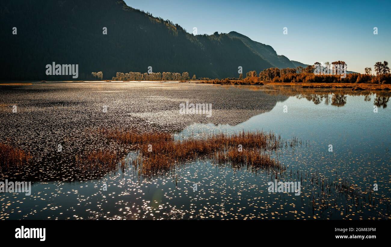 Probably my favourite place to go for a walk in Pitt Meadows, Pitt-Addington Marsh. Stock Photo